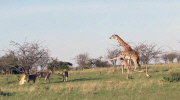 Mother giraffe defends calf from pride of lions, Masai Mara, Kenya - Jul 2014