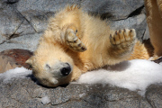 Polarbären in Sea World