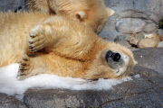 Polarbären in Sea World