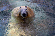 Polarbären in Sea World