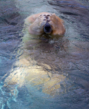Polarbären in Sea World