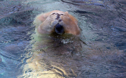 Polarbären in Sea World
