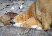 Polarbären in Sea World