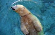 Polarbären in Sea World