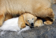 Polarbären in Sea World