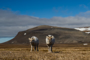 Young reindeer appears to pose for a close-up shot, Spitsbergen, Norway - Jun 2014