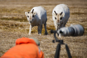 Young reindeer appears to pose for a close-up shot, Spitsbergen, Norway - Jun 2014