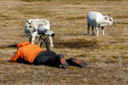 Young reindeer appears to pose for a close-up shot, Spitsbergen, Norway - Jun 2014