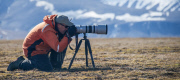 Young reindeer appears to pose for a close-up shot, Spitsbergen, Norway - Jun 2014