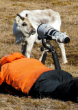 Young reindeer appears to pose for a close-up shot, Spitsbergen, Norway - Jun 2014