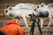 Young reindeer appears to pose for a close-up shot, Spitsbergen, Norway - Jun 2014