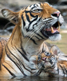 Bengal tiger and cubs, Ranthambhore, India - Jun 2014
