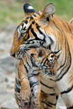 Bengal tiger and cubs, Ranthambhore, India - Jun 2014