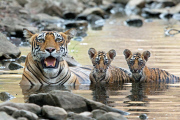 Bengal tiger and cubs, Ranthambhore, India - Jun 2014