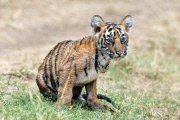Bengal tiger and cubs, Ranthambhore, India - Jun 2014