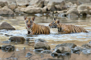 Bengal tiger and cubs, Ranthambhore, India - Jun 2014