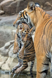 Bengal tiger and cubs, Ranthambhore, India - Jun 2014