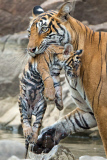 Bengal tiger and cubs, Ranthambhore, India - Jun 2014