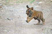 Bengal tiger and cubs, Ranthambhore, India - Jun 2014