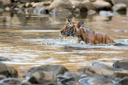 Bengal tiger and cubs, Ranthambhore, India - Jun 2014