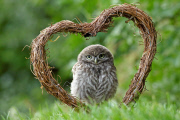 Baby owls, Pebmarsh, Essex, Britain - 29 Jun 2014