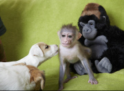Baby drill monkey being handraised by keeper at Port Lympne Wild Animal Park, Kent, Britain - 08 Jul 2014