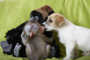 Baby drill monkey being handraised by keeper at Port Lympne Wild Animal Park, Kent, Britain - 08 Jul 2014