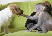 Baby drill monkey being handraised by keeper at Port Lympne Wild Animal Park, Kent, Britain - 08 Jul 2014