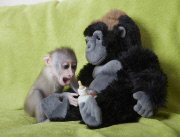 Baby drill monkey being handraised by keeper at Port Lympne Wild Animal Park, Kent, Britain - 08 Jul 2014