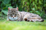 Die älteste Katze der Welt lebt in Lincolnshire in England