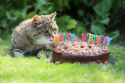 Die älteste Katze der Welt lebt in Lincolnshire in England