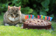 Die älteste Katze der Welt lebt in Lincolnshire in England