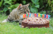 Die älteste Katze der Welt lebt in Lincolnshire in England