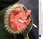 Baby Hedgehogs By The Spoonful, Cameron Park Zoo, America - 11 Sep 2012