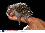 A BABY HEDGEHOG FOUND OUTSIDE OF THE 'RISE' CHARITY OFFICES, EXETER BUSINESS PARK, BRITAIN - 05 JUL 2005