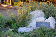 George Harrison memorial tree, Griffith Park, Los Angeles, America - 22 Jul 2014