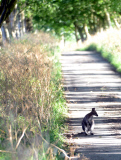 Will Wanda nach Australien? Ausgebüchstes Wallaby narrt Polizei und Tierschutz
