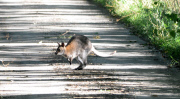 Will Wanda nach Australien? Ausgebüchstes Wallaby narrt Polizei und Tierschutz