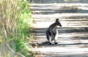 Will Wanda nach Australien? Ausgebüchstes Wallaby narrt Polizei und Tierschutz