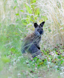 Will Wanda nach Australien? Ausgebüchstes Wallaby narrt Polizei und Tierschutz