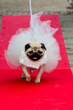 Hundehochzeit