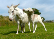 Dinky the Donkey, Britain's smallest foal at Sidmouth Donkey Sanctuary Devon, Britain - 26 Jul 2014