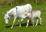 Dinky the Donkey, Britain's smallest foal at Sidmouth Donkey Sanctuary Devon, Britain - 26 Jul 2014