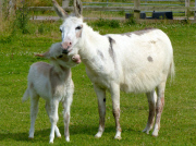 Dinky the Donkey, Britain's smallest foal at Sidmouth Donkey Sanctuary Devon, Britain - 26 Jul 2014