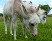 Dinky the Donkey, Britain's smallest foal at Sidmouth Donkey Sanctuary Devon, Britain - 26 Jul 2014