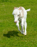 Dinky the Donkey, Britain's smallest foal at Sidmouth Donkey Sanctuary Devon, Britain - 26 Jul 2014