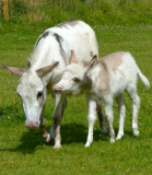 Dinky the Donkey, Britain's smallest foal at Sidmouth Donkey Sanctuary Devon, Britain - 26 Jul 2014