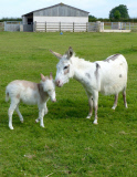 Dinky the Donkey, Britain's smallest foal at Sidmouth Donkey Sanctuary Devon, Britain - 26 Jul 2014