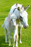 Dinky the Donkey, Britain's smallest foal at Sidmouth Donkey Sanctuary Devon, Britain - 26 Jul 2014