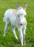 Dinky the Donkey, Britain's smallest foal at Sidmouth Donkey Sanctuary Devon, Britain - 26 Jul 2014